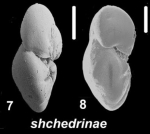 Ammonia shchedrinae Hayward & Holzmann 2021