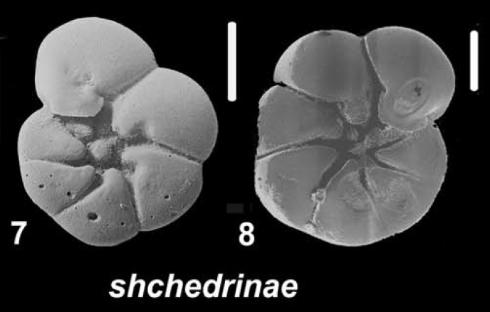 Ammonia shchedrinae Hayward &amp; Holzmann 2021