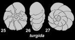 Ammonia turgida (Hofker 1951), syntype