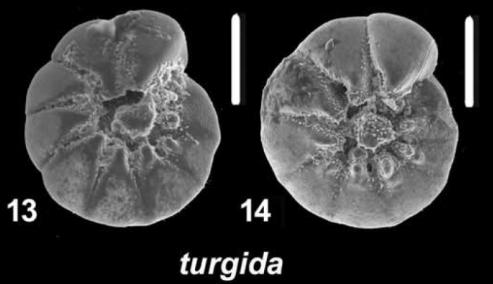 Ammonia turgida (Hofker, 1951)