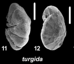 Ammonia turgida (Hofker 1951), 