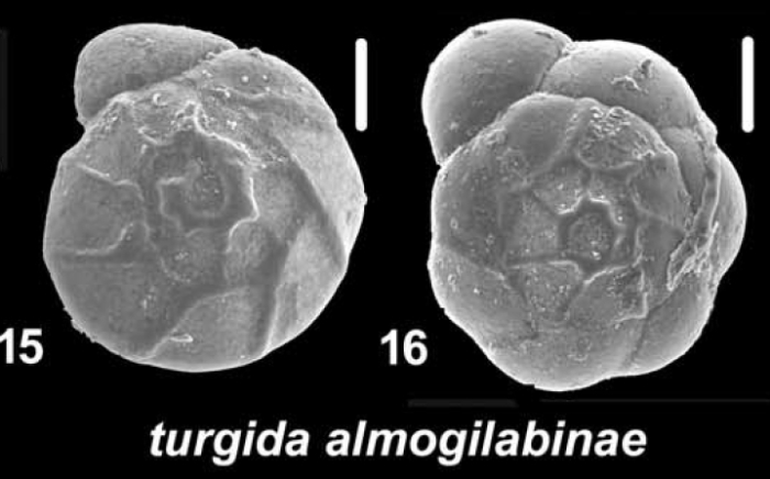 Ammonia turgida almogilabinae Hayward and Holzmann, 2021., T22M, sequenced topotypes