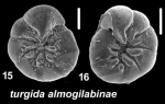 Ammonia turgida almogilabinae Hayward and Holzmann, n. ssp., T22M, isequenced topotypes