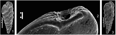 Rhombobolivinella haywardi Popiscu & Crihan, 2005, author: Hayward, Bruce W.