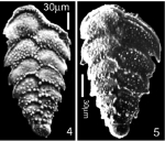 Rhombobolivinella haywardi Popescu & Crihan, 2005