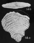 Plectofrondicularia inglisiana Puri, 1957 holotype