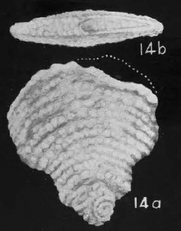 Plectofrondicularia inglisiana Puri, 1957 holotype