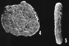 Cycloloculina eocaenica (Terquem)., author: Hayward, Bruce W.
