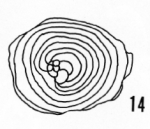 Cycloloculina punctata (Terquem)