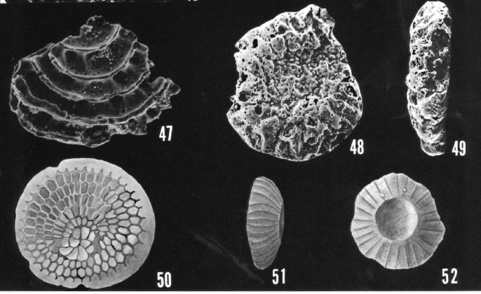 Sherbornina cuneimarginata Wade