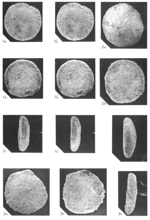 Sherbomina carteri Chaproniere types