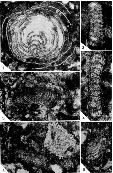 Cycloloculina boninensis Matsumaru 1996 types
