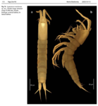  Leptastacus marleenae