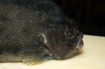 Lumpfish - Cyclopterus lumpus