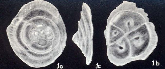 Crouchina (?) semialbida McCulloch, 1981