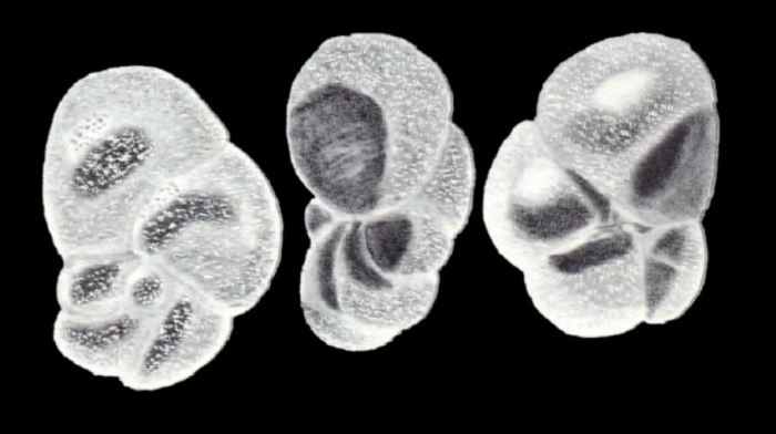 Baggina diversa McCulloch, 1981