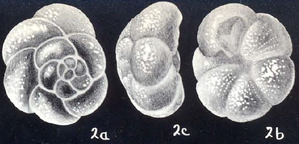 Crumia arubaensis McCulloch, 1981