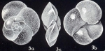 Globorotalia galeroensis McCulloch, 1981
