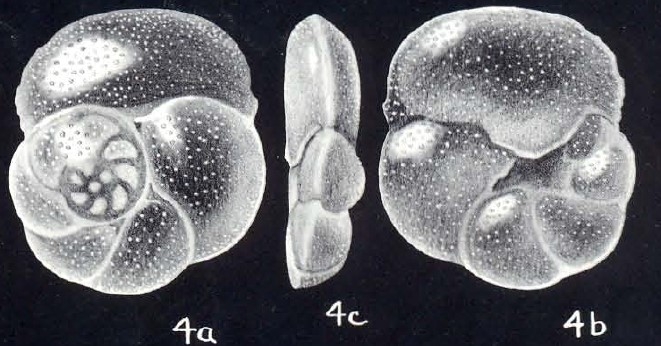 Rosalina (?) planoconvexa McCulloch, 1981