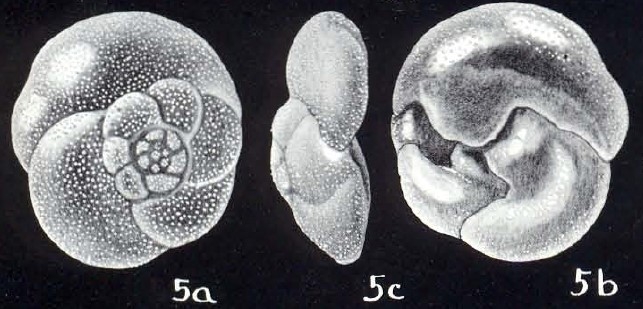 Rosalina (?) neoglobularis McCulloch, 1981