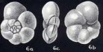 Anomalinoides variegata McCulloch, 1981