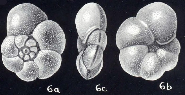 Anomalinoides variegata McCulloch, 1981