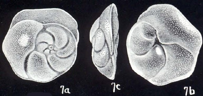 Neoconorbina limbatiformis McCulloch, 1981