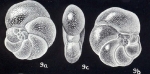 Rosalina columbiformis McCulloch, 1981