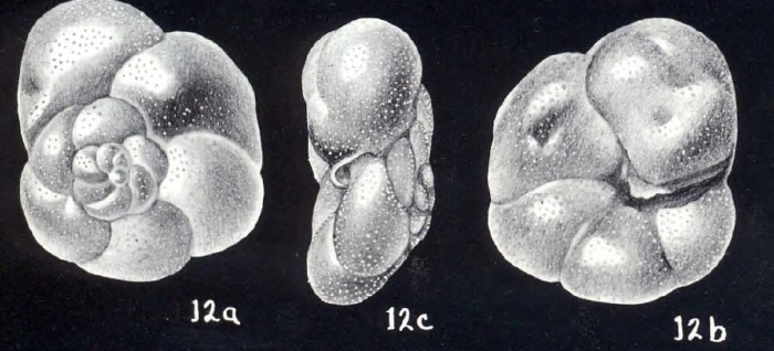 Rosalina globulariformis McCulloch, 1981