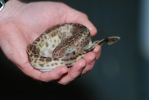 Dogfish - Scyliorhinus canicula