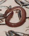 Atlantic hagfish - Myxine glutinosa