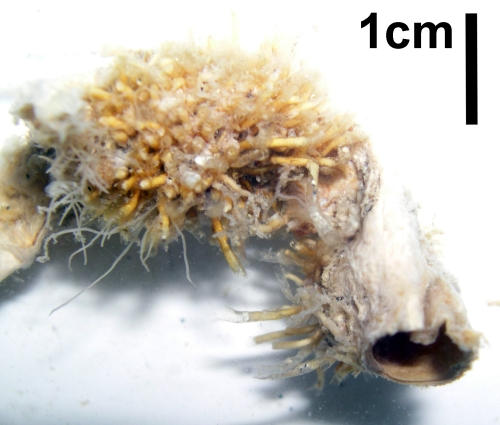 Colony of Stephanoscyphus komaii