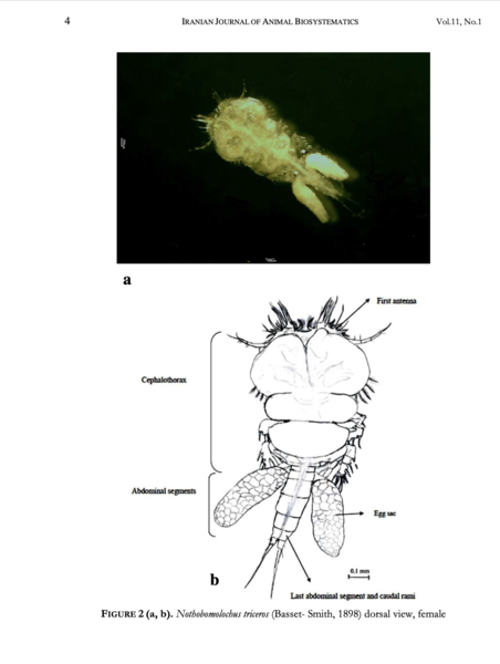 Nothobomolochus triceros