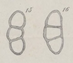 Nodosaria parva Mariani, 1893