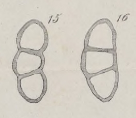 Nodosaria parva Mariani, 1893