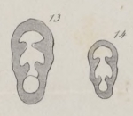 Nodosaria crassa Mariani, 1893