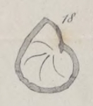 Cristellaria clapsavonii Mariani, 1893