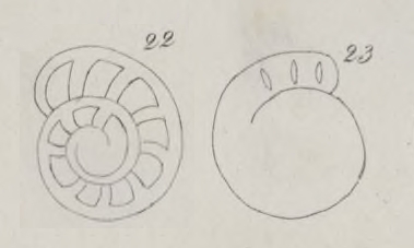 Rotalia clapsavonii Mariani, 1893