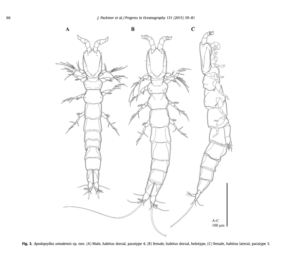 Apodopsyllus seixalensis
