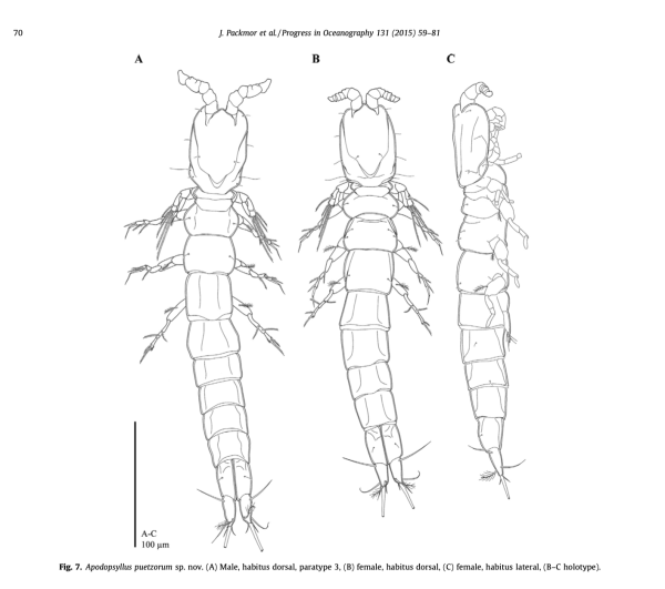 Apodopsyllus puetzorum Packmor, Müller &amp; George 2015