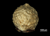 Nutlet of Scleria panicoides US02099160 Brazil, author: Marco Rosado, Nuria
