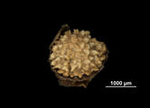Nutlet of Becquerelia muricata US02100367 Brazil, author: Marco Rosado, Nuria