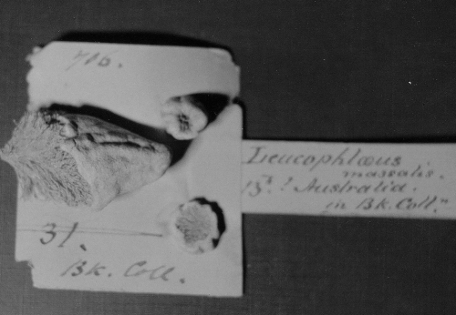 Leucophloeus massalis presumed type specimen