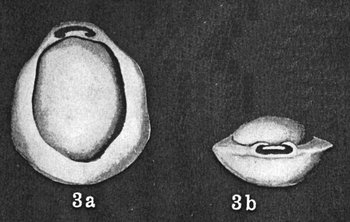 Pyrgo siogamaensis Asano, 1937