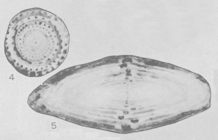 Wedekindella excentrica var. magna Roth &amp; Skinner, 1930