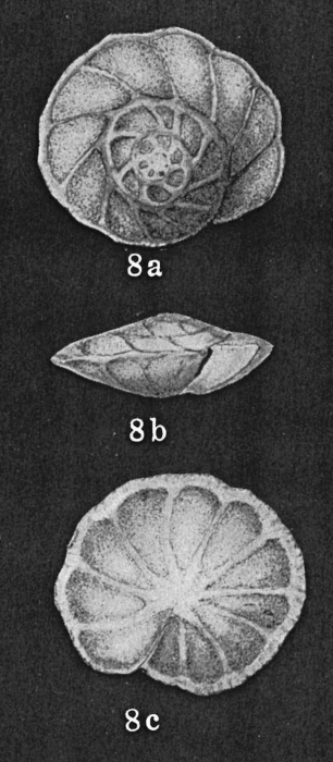 Eponides orientalis Asano, 1937