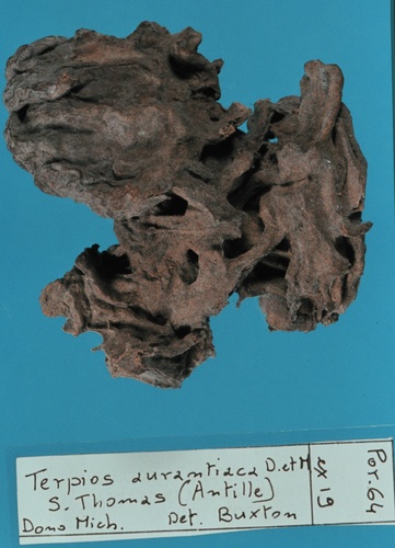 Terpios aurantiaca Duchassaing &amp; Michelotti, 1864 lectotype
