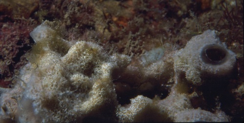 Dysidea janiae (Duch. &amp; Mich., 1864) in situ