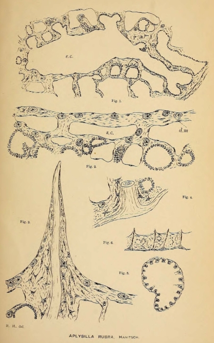 Aplysilla rubra (Hanitsch, 1890)