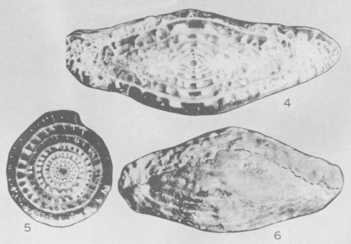 Fusulina rockymontana Roth &amp; Skinner, 1930